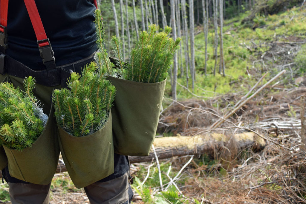 planting-illustrasjon