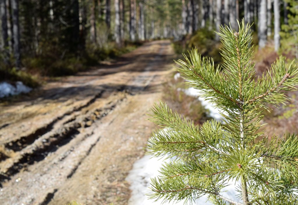 Tilskudd til skogsveier Tilskudd til skogsveier