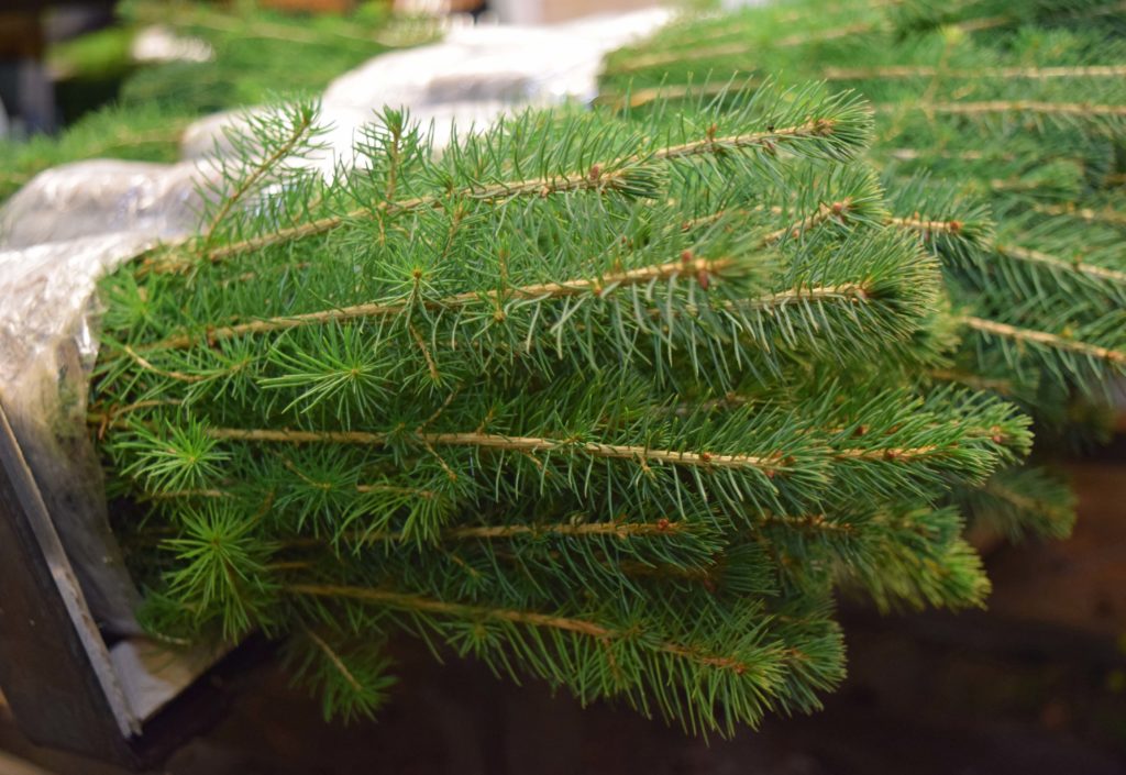Tilskudd til tettere planting Tilskudd til tettere planting