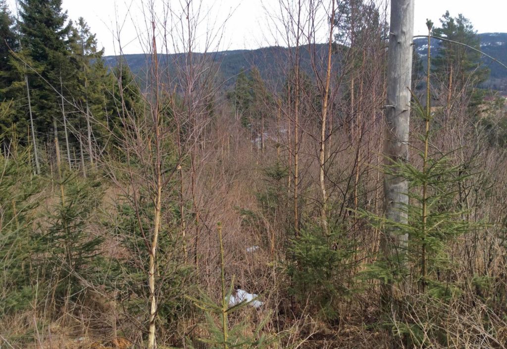 Trenger ungskogen din pleie? Trenger ungskogen din pleie?