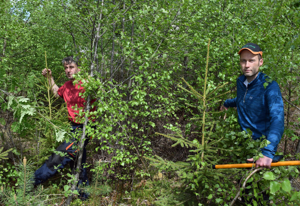 Kampanjepris på skogpleie i juni! Kampanjepris på skogpleie i juni!