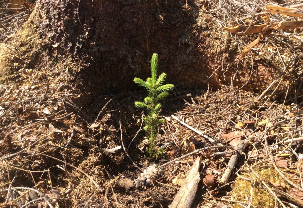 – Viktig med korrekt planting i tørka – Viktig med korrekt planting i tørka