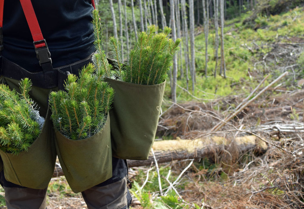 planting-illustrasjon