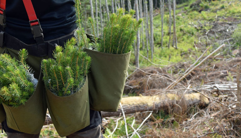 planting-illustrasjon