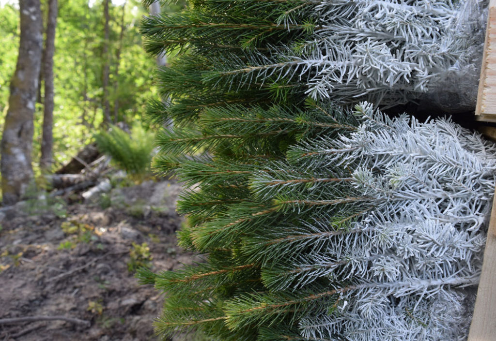 Plantemangel i øst – god tilgang i vest Plantemangel i øst – god tilgang i vest