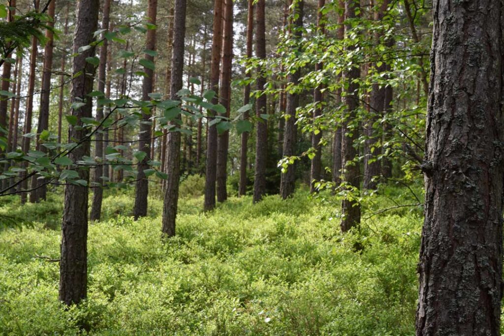 En frisk og pleid skog